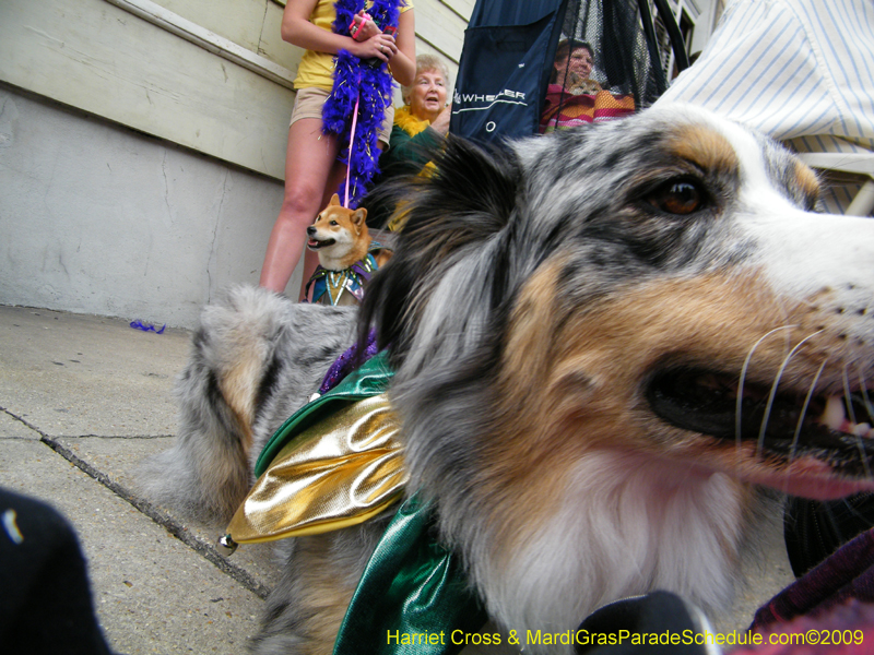 2009-Mystic-Krewe-of-Barkus-Mardi-Gras-French-Quarter-New-Orleans-Dog-Parade-Harriet-Cross-7683