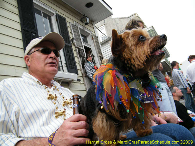 2009-Mystic-Krewe-of-Barkus-Mardi-Gras-French-Quarter-New-Orleans-Dog-Parade-Harriet-Cross-7685