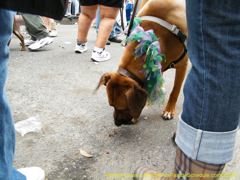 2009-Mystic-Krewe-of-Barkus-Mardi-Gras-French-Quarter-New-Orleans-Dog-Parade-Harriet-Cross-7686