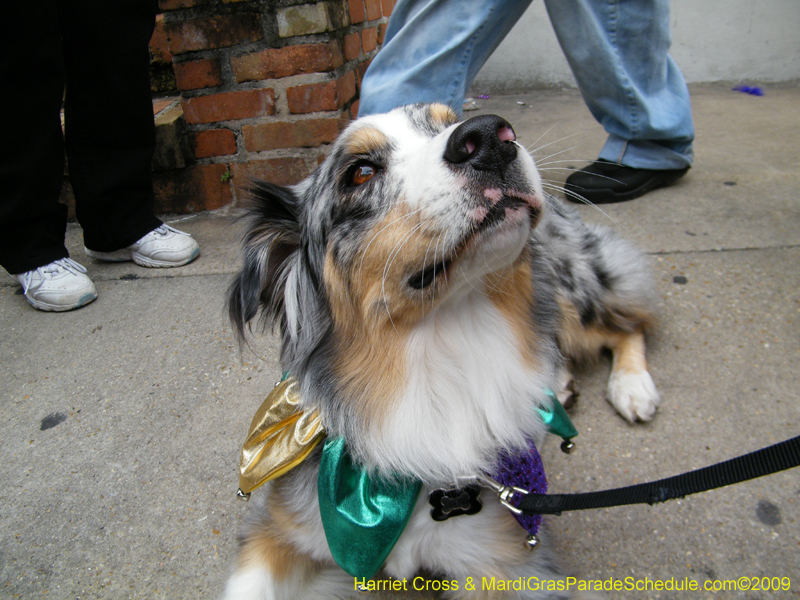 2009-Mystic-Krewe-of-Barkus-Mardi-Gras-French-Quarter-New-Orleans-Dog-Parade-Harriet-Cross-7687