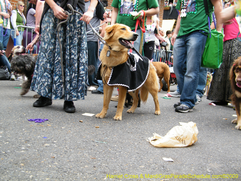 2009-Mystic-Krewe-of-Barkus-Mardi-Gras-French-Quarter-New-Orleans-Dog-Parade-Harriet-Cross-7691