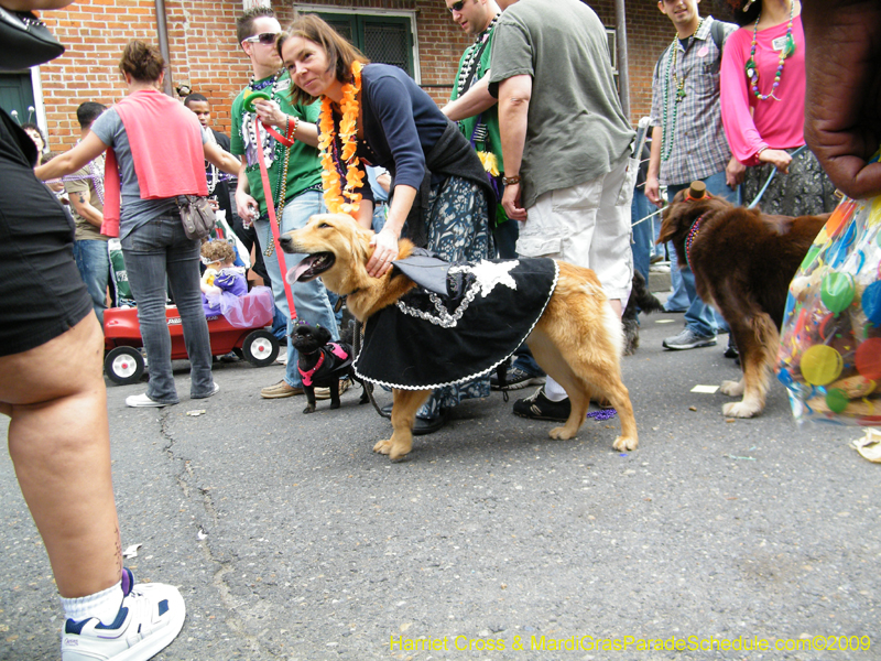 2009-Mystic-Krewe-of-Barkus-Mardi-Gras-French-Quarter-New-Orleans-Dog-Parade-Harriet-Cross-7692