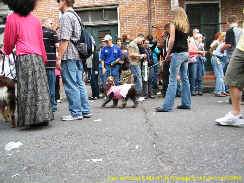 2009-Mystic-Krewe-of-Barkus-Mardi-Gras-French-Quarter-New-Orleans-Dog-Parade-Harriet-Cross-7694