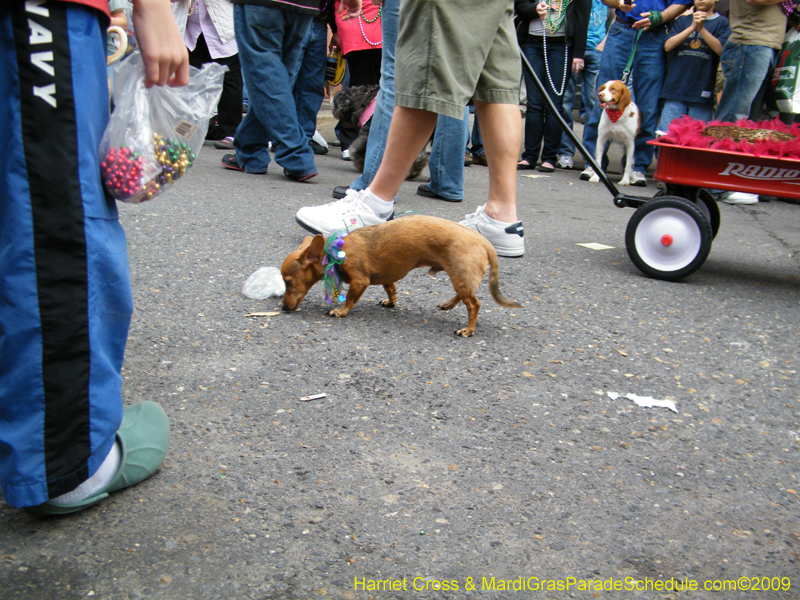 2009-Mystic-Krewe-of-Barkus-Mardi-Gras-French-Quarter-New-Orleans-Dog-Parade-Harriet-Cross-7695