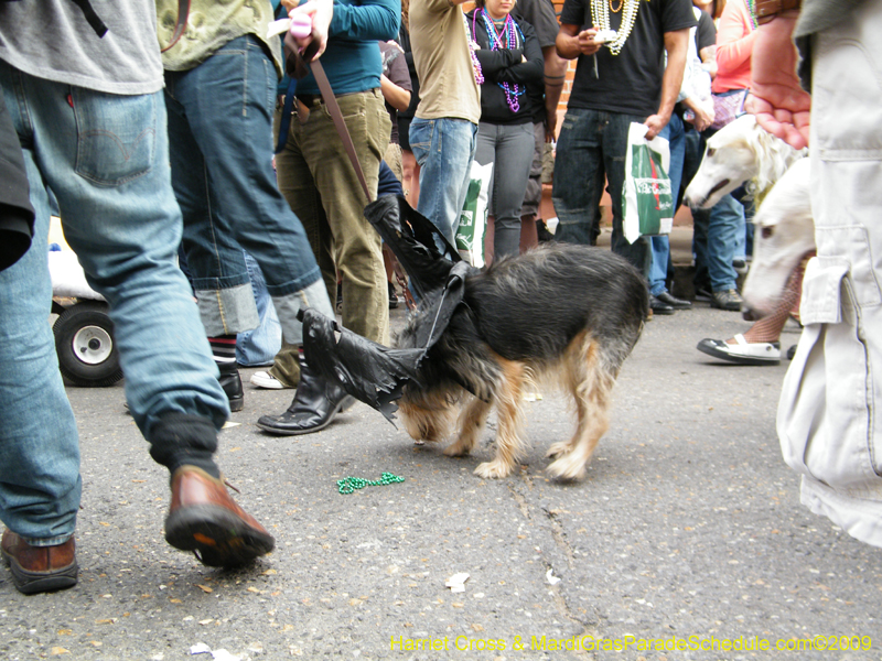 2009-Mystic-Krewe-of-Barkus-Mardi-Gras-French-Quarter-New-Orleans-Dog-Parade-Harriet-Cross-7697