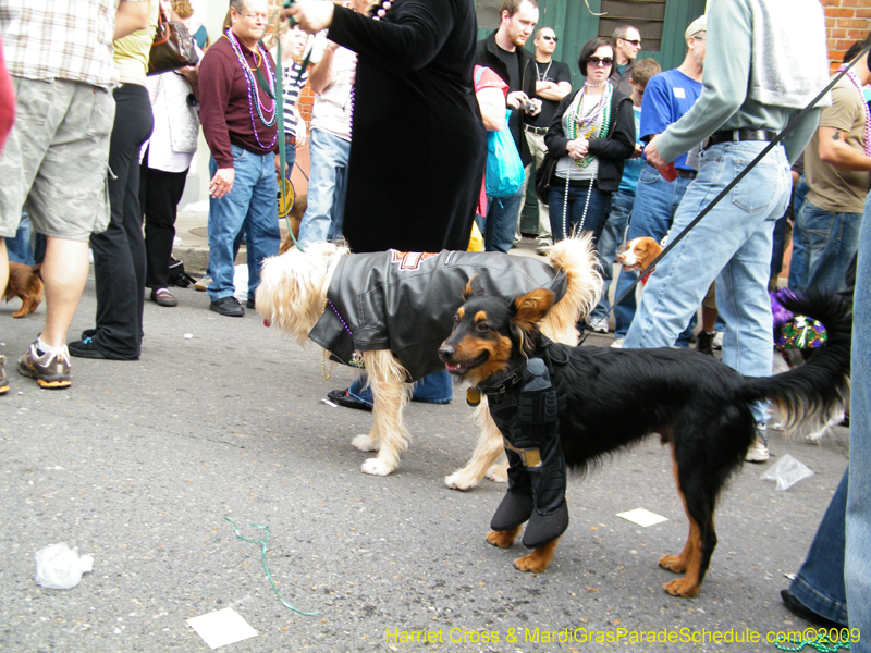 2009-Mystic-Krewe-of-Barkus-Mardi-Gras-French-Quarter-New-Orleans-Dog-Parade-Harriet-Cross-7699