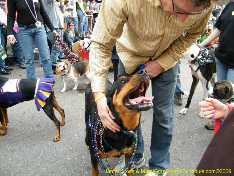 2009-Mystic-Krewe-of-Barkus-Mardi-Gras-French-Quarter-New-Orleans-Dog-Parade-Harriet-Cross-7702