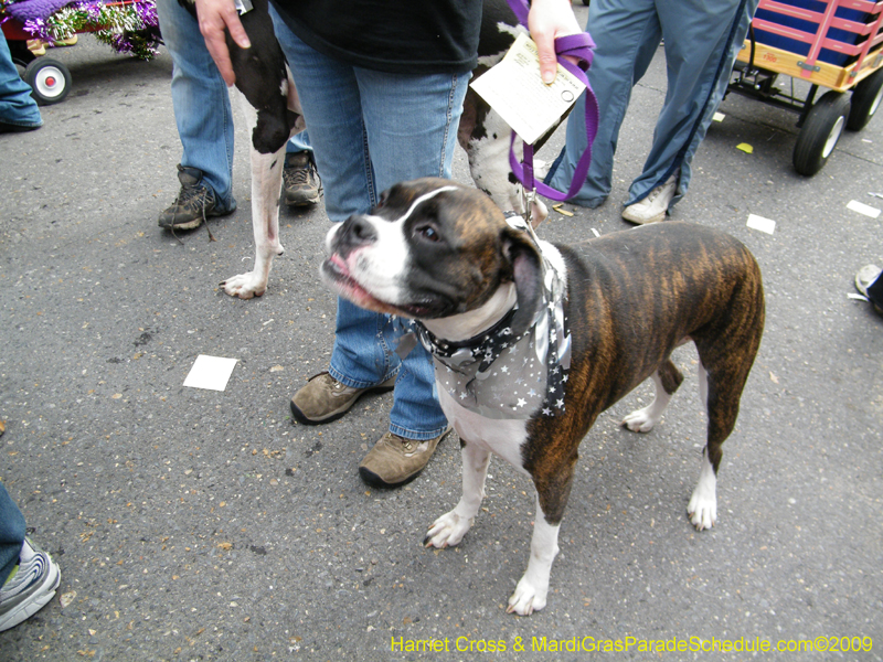 2009-Mystic-Krewe-of-Barkus-Mardi-Gras-French-Quarter-New-Orleans-Dog-Parade-Harriet-Cross-7704