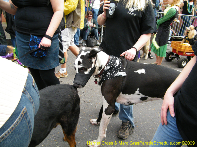 2009-Mystic-Krewe-of-Barkus-Mardi-Gras-French-Quarter-New-Orleans-Dog-Parade-Harriet-Cross-7705