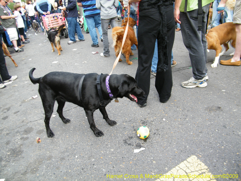 2009-Mystic-Krewe-of-Barkus-Mardi-Gras-French-Quarter-New-Orleans-Dog-Parade-Harriet-Cross-7712