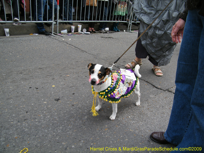 2009-Mystic-Krewe-of-Barkus-Mardi-Gras-French-Quarter-New-Orleans-Dog-Parade-Harriet-Cross-7714