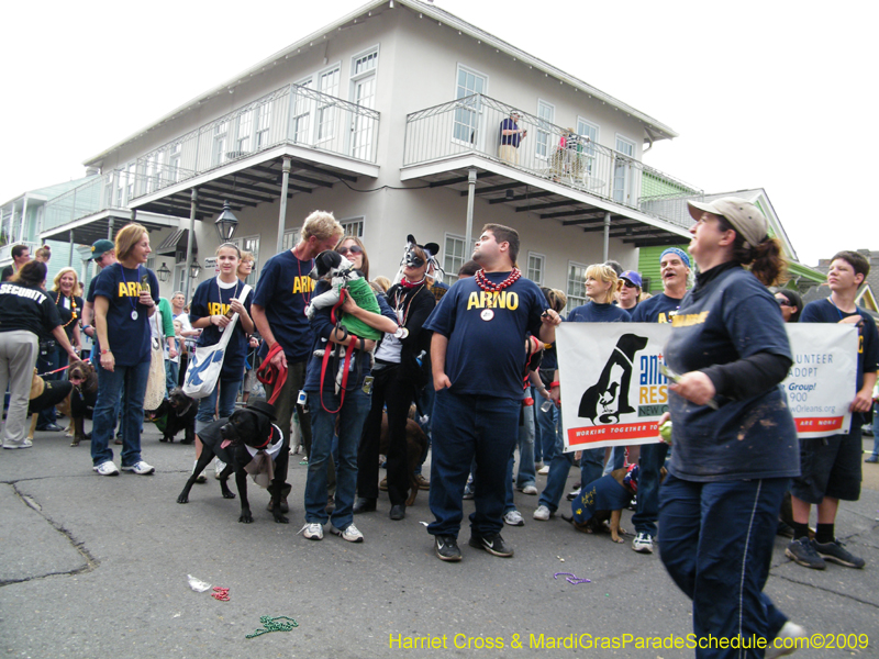 2009-Mystic-Krewe-of-Barkus-Mardi-Gras-French-Quarter-New-Orleans-Dog-Parade-Harriet-Cross-7720