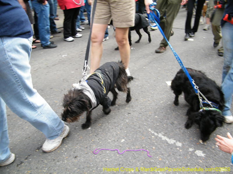 2009-Mystic-Krewe-of-Barkus-Mardi-Gras-French-Quarter-New-Orleans-Dog-Parade-Harriet-Cross-7727