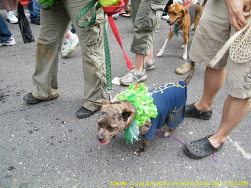 2009-Mystic-Krewe-of-Barkus-Mardi-Gras-French-Quarter-New-Orleans-Dog-Parade-Harriet-Cross-7729