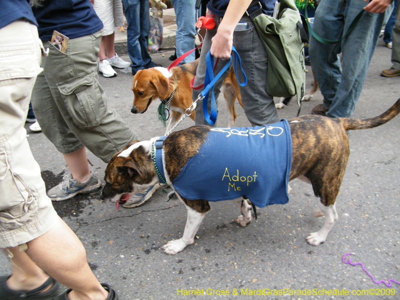 2009-Mystic-Krewe-of-Barkus-Mardi-Gras-French-Quarter-New-Orleans-Dog-Parade-Harriet-Cross-7730