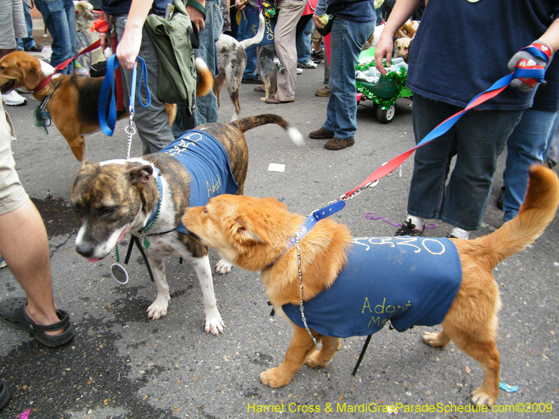 2009-Mystic-Krewe-of-Barkus-Mardi-Gras-French-Quarter-New-Orleans-Dog-Parade-Harriet-Cross-7731