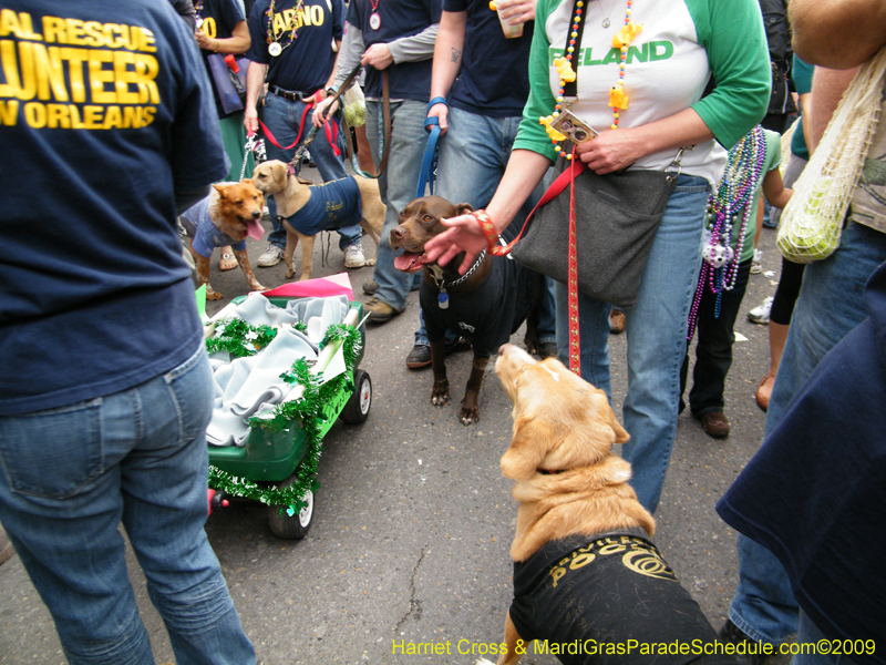 2009-Mystic-Krewe-of-Barkus-Mardi-Gras-French-Quarter-New-Orleans-Dog-Parade-Harriet-Cross-7732