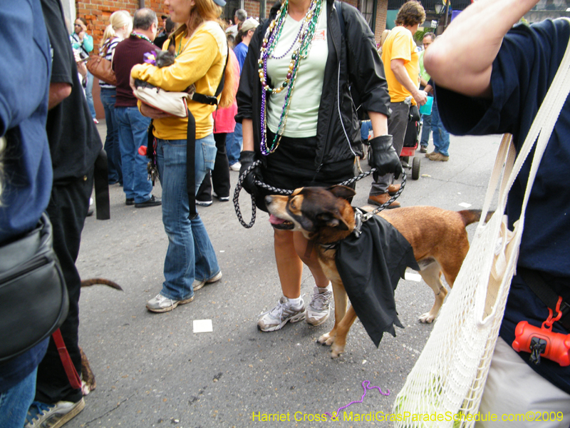 2009-Mystic-Krewe-of-Barkus-Mardi-Gras-French-Quarter-New-Orleans-Dog-Parade-Harriet-Cross-7734