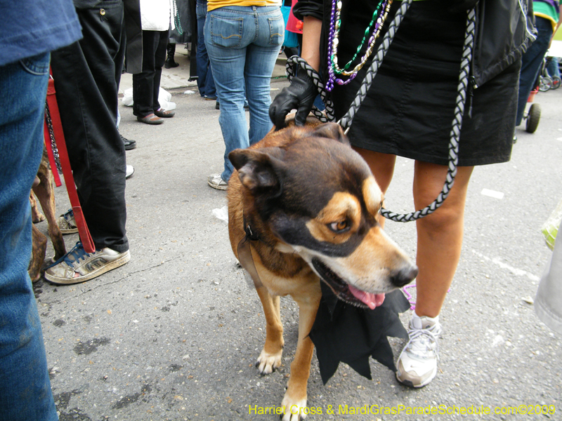 2009-Mystic-Krewe-of-Barkus-Mardi-Gras-French-Quarter-New-Orleans-Dog-Parade-Harriet-Cross-7737