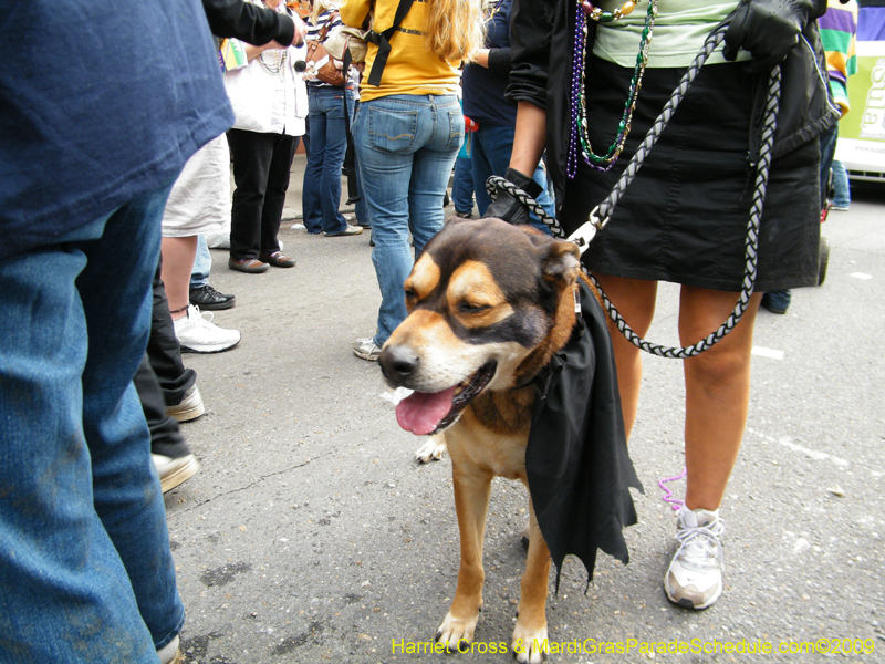 2009-Mystic-Krewe-of-Barkus-Mardi-Gras-French-Quarter-New-Orleans-Dog-Parade-Harriet-Cross-7738