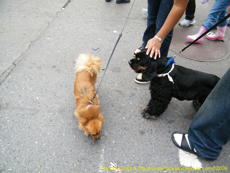 2009-Mystic-Krewe-of-Barkus-Mardi-Gras-French-Quarter-New-Orleans-Dog-Parade-Harriet-Cross-7742