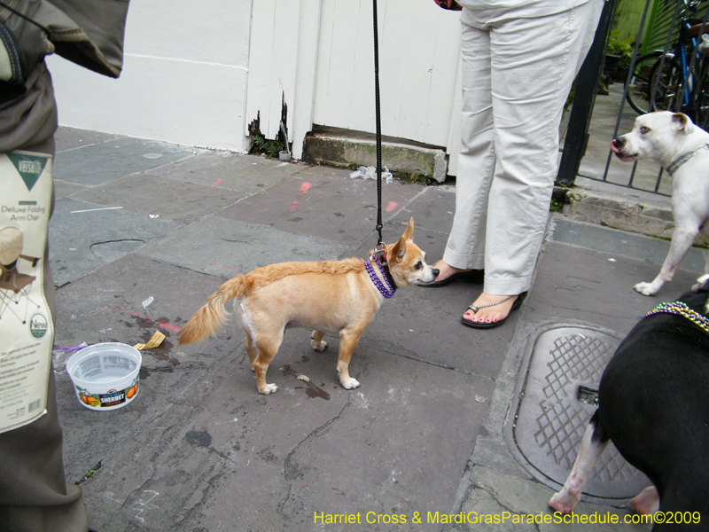 2009-Mystic-Krewe-of-Barkus-Mardi-Gras-French-Quarter-New-Orleans-Dog-Parade-Harriet-Cross-7743