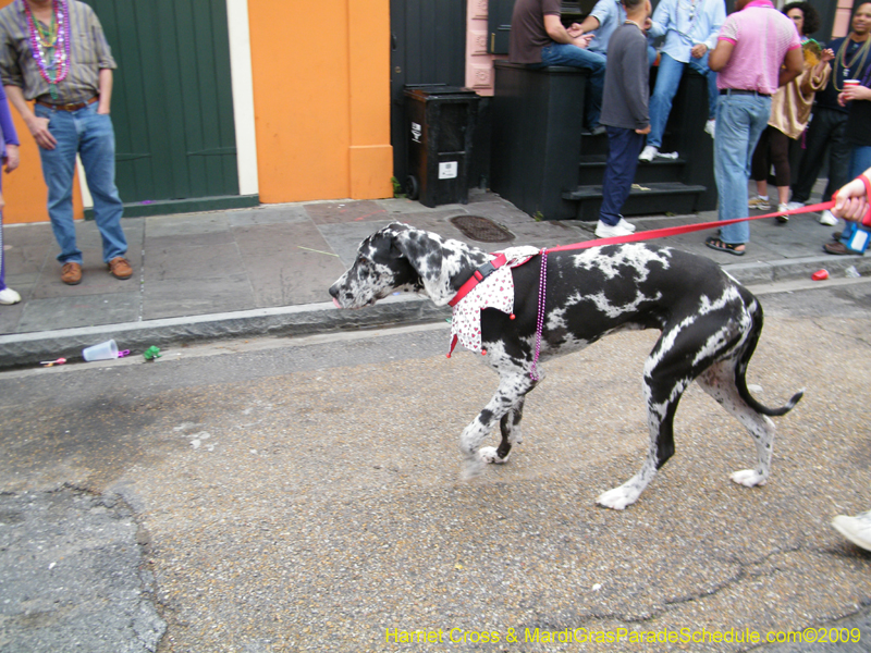 2009-Mystic-Krewe-of-Barkus-Mardi-Gras-French-Quarter-New-Orleans-Dog-Parade-Harriet-Cross-7744