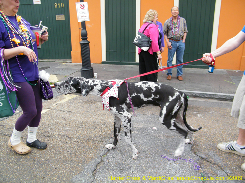 2009-Mystic-Krewe-of-Barkus-Mardi-Gras-French-Quarter-New-Orleans-Dog-Parade-Harriet-Cross-7745