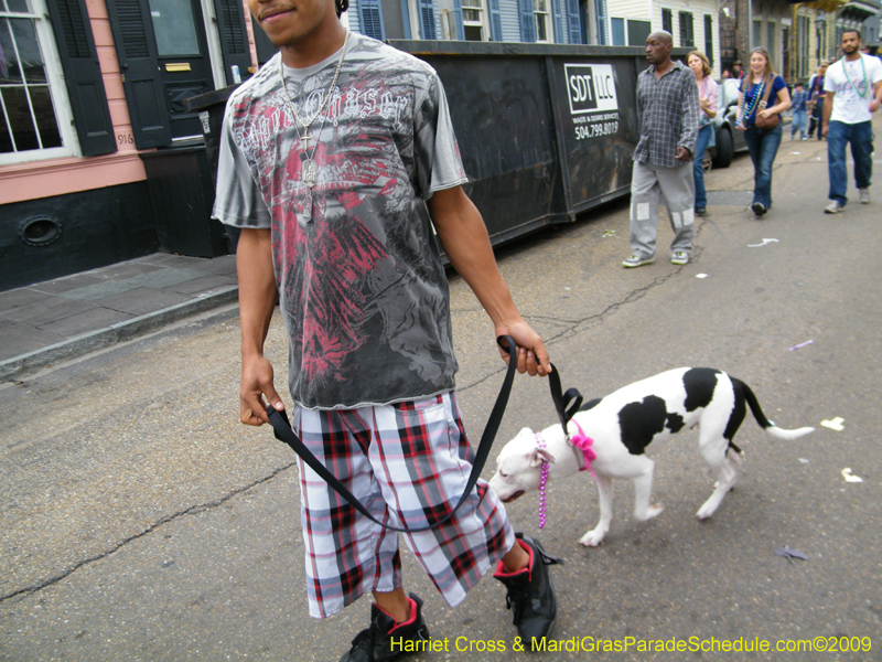 2009-Mystic-Krewe-of-Barkus-Mardi-Gras-French-Quarter-New-Orleans-Dog-Parade-Harriet-Cross-7747