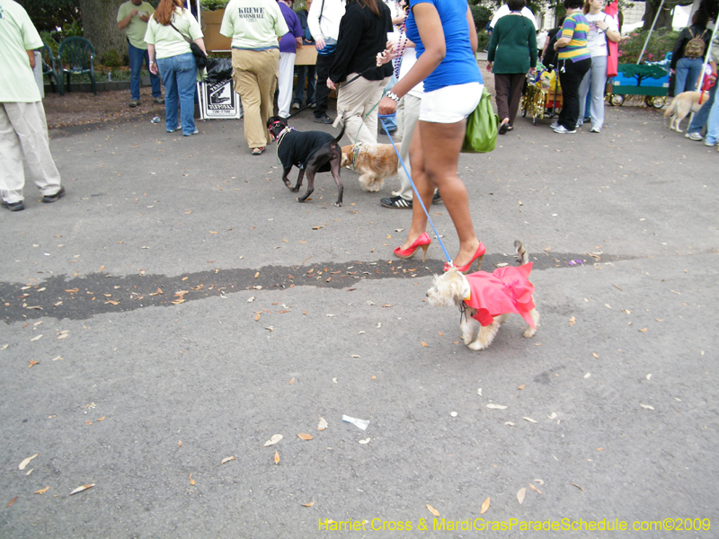 2009-Mystic-Krewe-of-Barkus-Mardi-Gras-French-Quarter-New-Orleans-Dog-Parade-Harriet-Cross-7764