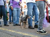 2009-Mystic-Krewe-of-Barkus-Mardi-Gras-French-Quarter-New-Orleans-Dog-Parade-Harriet-Cross-7250