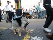 2009-Mystic-Krewe-of-Barkus-Mardi-Gras-French-Quarter-New-Orleans-Dog-Parade-Harriet-Cross-7252