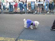 2009-Mystic-Krewe-of-Barkus-Mardi-Gras-French-Quarter-New-Orleans-Dog-Parade-Harriet-Cross-7255