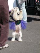 2009-Mystic-Krewe-of-Barkus-Mardi-Gras-French-Quarter-New-Orleans-Dog-Parade-Harriet-Cross-7257