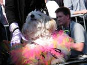 2009-Mystic-Krewe-of-Barkus-Mardi-Gras-French-Quarter-New-Orleans-Dog-Parade-Harriet-Cross-7259