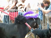 2009-Mystic-Krewe-of-Barkus-Mardi-Gras-French-Quarter-New-Orleans-Dog-Parade-Harriet-Cross-7260