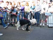 2009-Mystic-Krewe-of-Barkus-Mardi-Gras-French-Quarter-New-Orleans-Dog-Parade-Harriet-Cross-7264