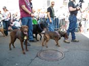 2009-Mystic-Krewe-of-Barkus-Mardi-Gras-French-Quarter-New-Orleans-Dog-Parade-Harriet-Cross-7270