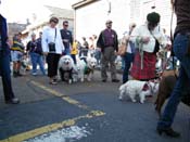 2009-Mystic-Krewe-of-Barkus-Mardi-Gras-French-Quarter-New-Orleans-Dog-Parade-Harriet-Cross-7271