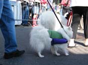 2009-Mystic-Krewe-of-Barkus-Mardi-Gras-French-Quarter-New-Orleans-Dog-Parade-Harriet-Cross-7273