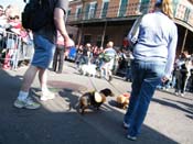 2009-Mystic-Krewe-of-Barkus-Mardi-Gras-French-Quarter-New-Orleans-Dog-Parade-Harriet-Cross-7275