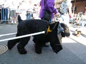 2009-Mystic-Krewe-of-Barkus-Mardi-Gras-French-Quarter-New-Orleans-Dog-Parade-Harriet-Cross-7276