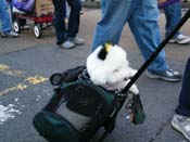 2009-Mystic-Krewe-of-Barkus-Mardi-Gras-French-Quarter-New-Orleans-Dog-Parade-Harriet-Cross-7280