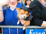 2009-Mystic-Krewe-of-Barkus-Mardi-Gras-French-Quarter-New-Orleans-Dog-Parade-Harriet-Cross-7282