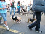 2009-Mystic-Krewe-of-Barkus-Mardi-Gras-French-Quarter-New-Orleans-Dog-Parade-Harriet-Cross-7291