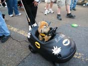 2009-Mystic-Krewe-of-Barkus-Mardi-Gras-French-Quarter-New-Orleans-Dog-Parade-Harriet-Cross-7293