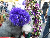 2009-Mystic-Krewe-of-Barkus-Mardi-Gras-French-Quarter-New-Orleans-Dog-Parade-Harriet-Cross-7296