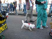 2009-Mystic-Krewe-of-Barkus-Mardi-Gras-French-Quarter-New-Orleans-Dog-Parade-Harriet-Cross-7297