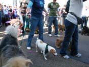 2009-Mystic-Krewe-of-Barkus-Mardi-Gras-French-Quarter-New-Orleans-Dog-Parade-Harriet-Cross-7298