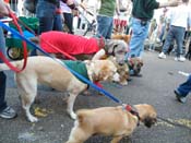 2009-Mystic-Krewe-of-Barkus-Mardi-Gras-French-Quarter-New-Orleans-Dog-Parade-Harriet-Cross-7300